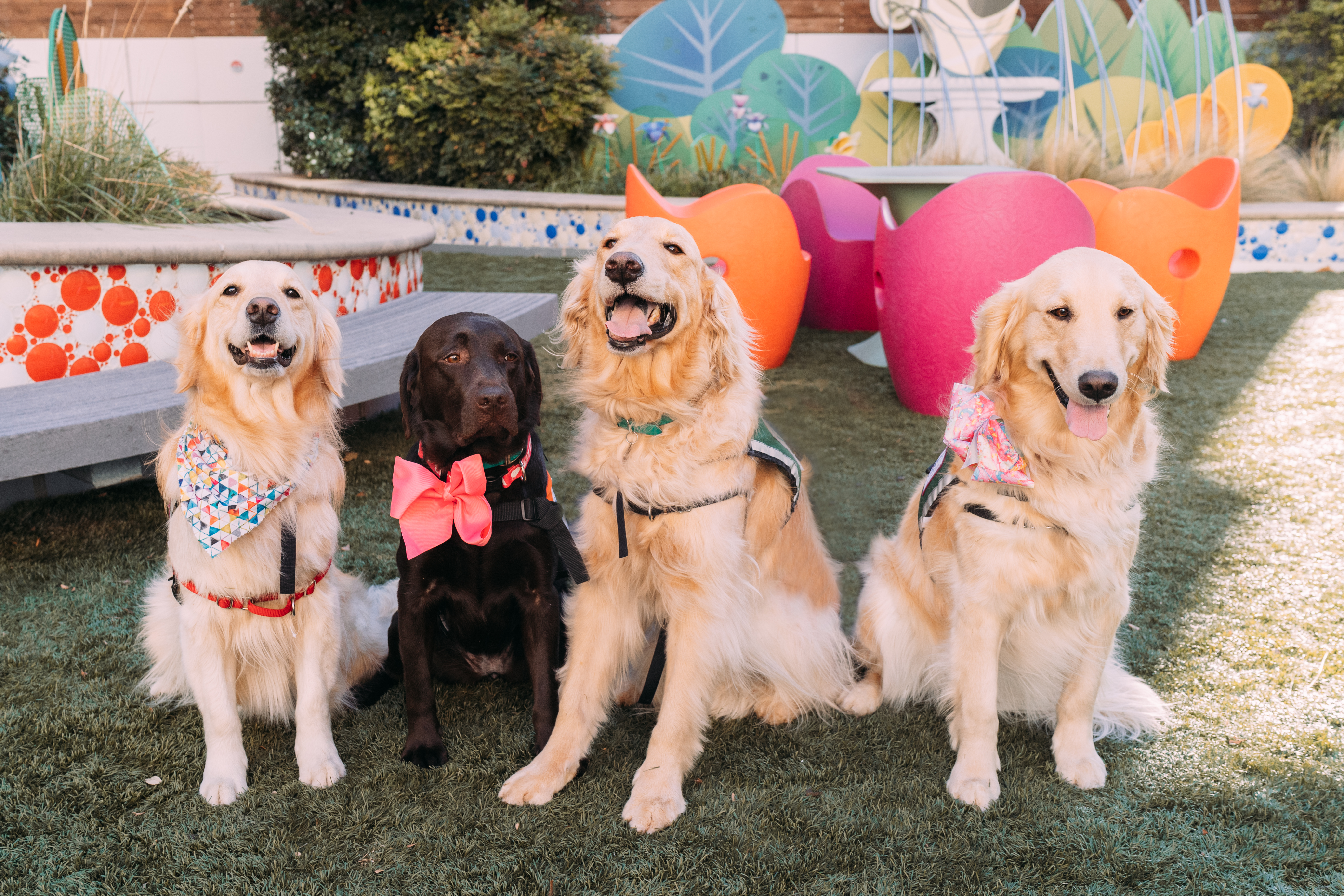 Four Facility Therapy Dogs from Oklahoma Children's Hospital